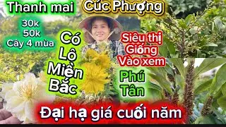 25-1-2026☎️0336 228 411📲mai Tết x&atilde; rẻ cuối năm nhiều giống chơi Tết nụ kẹo m&atilde; số cuối cl&iacute;p 