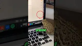 Frog Licks Laptop Screen Thinking It&rsquo;s a Fly! 😆🐸🍽️ #shorts #funny #frog