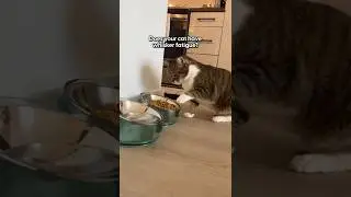 Объяснение усталости усов за 25 секунд | The Pack