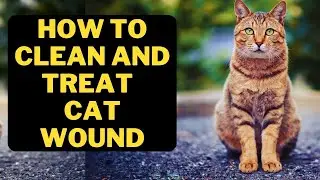 Cat wound clean and treatment Guide | How to treat cat wound ?