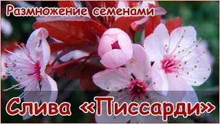 Слива растопыренная Писсарди - размножение семенами - стратификация и посадка косточек