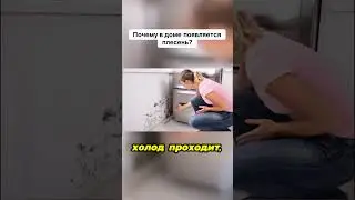 Почему в доме появляется плесень?