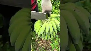 Banana Cutting ASMR #farming #satisfying #shorts