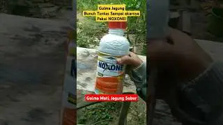 Bunuh Tuntas, Gulma Jagung, Pakai NoXone, Jagung Jadi Subur, Gulma Mati. #shortvideo #gulma