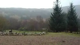 live Scottish Highlands horses goats cats dogs wildlife autumn RAIN ☔🐐🍁🍂🌧️