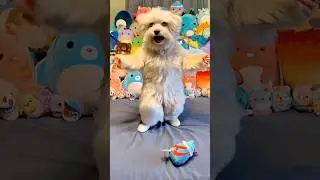 Dancing Dog #dogsofyoutube #funnydogs #dancingdogs #funnypets #funnyshorts #dogshorts #dogs