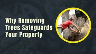 The Importance of Tree Removal for Property Safety