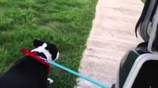 BJ The Dog's Daily Exercise Routine In Golf Cart - iPhone Video