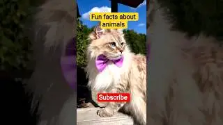 Animals ke fun facts #mazedarfacts #shorts #ytshorts #AllAround#information