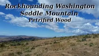 Rockhounding Washington Saddle Mountain Petrified Wood
