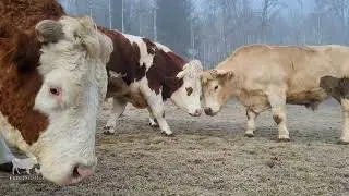 Tobende Rinder und Pferde auf der Weide