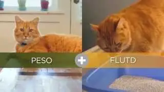 Hill&acute;s Prescription Diet Metabolic Urinary