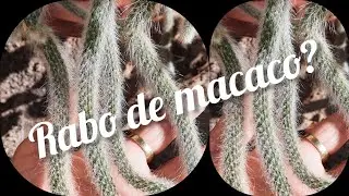 Meu  rabo de macaco 🐒 está definhando