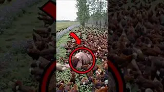 What is this on the Chicken Farm? 😱 #creepy #horror #cursed
