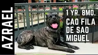 AZRAEL | 1 YR. 8 MONTH OLD CAO FILA DE SAO MIGUEL | OFF LEASH TRAINING