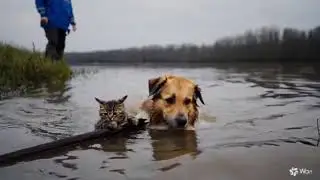 Golden Retriever Saves a Cat: Unexpected Friendship