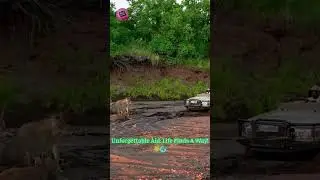 Lion Rescue Squad: Watch Wild Beasts Pull A Truck! #WildlifeMiracle #UnbelievableAnimals  🦁🚚🤯