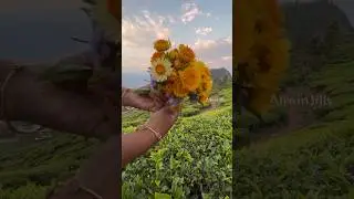 6ஆறு மாதம் வாடாத பூ🌼 Paper Daisy | Everlasting Straw Flower #allwinjilly #shortsvideo #shorts #ooty