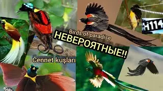 🐦5 НЕВЕРОЯТНЫХ НЕОБЫЧНЫХ И НЕВЕРОЯТНО КРАСИВЫХ РАЙСКИХ ПТИЦ! Cennet kuşları! Birds of paradise!