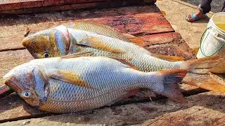 OMG Colorful Spangled Emperor Fish Cutting Skills