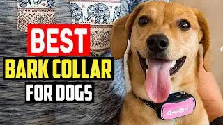 ✅Top 5 Best Bark Collar For Dogs in 2025