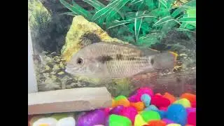 My cute fish greenteror and african jewel fish 