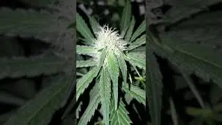 Mars Hydro TSW 2000 Grow - Alien OG - The Cali Connection Seeds!
