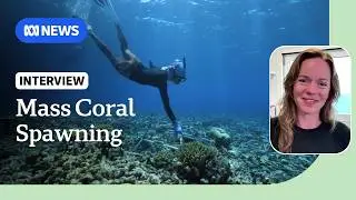 'Upside down snow' at Great Barrier Reef amid mass spawning event | ABC NEWS