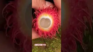 Lychee fruit cutting | how to eat litchi fruit | lychee fruit vs litchi fruits