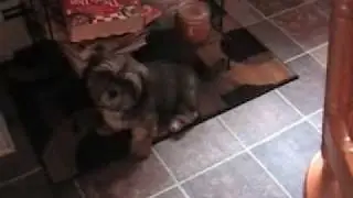 my puppy