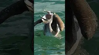 Young pelican swallows fish while!