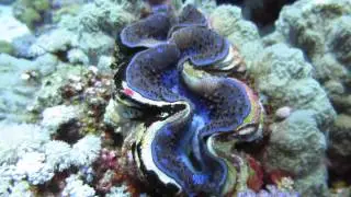 Tridacna gigas , Red sea