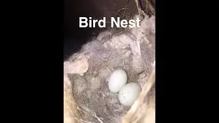 Sparrow Nest, Eggs and Cute Little Birds