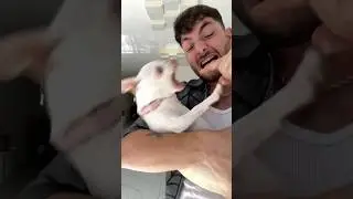 Привет, это мой чихуахуа😈🤣