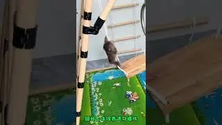 So Cute! The little Monkey Can&rsquo;t Wait To GoPlaying On The Swing Frame #CutelittleMonkey#cutepet Cute