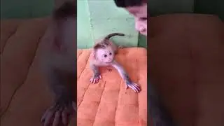Spoiled Baby Chaly Cry Angry Brother #animals #cute #adorable #babymonkey #shorts