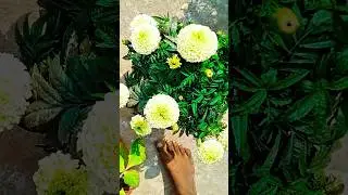 My first blog #shorts #blog #flowers