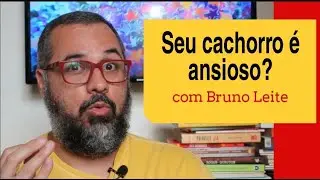 COMO DIMINUIR A ANSIEDADE DO CACHORRO