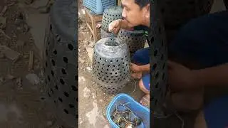 Mangrove crab enlargement application with Crab Drum