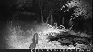 Hooded Skunk