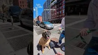 We met a huge English Mastiff out for a walk! #mastiff #dog