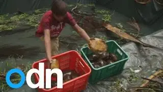 Thousands of endangered turtles rescued in Philippines