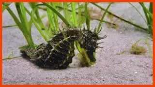Rare seahorse spotted along UK coast