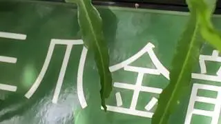 三爪金龍Melicope denhamii