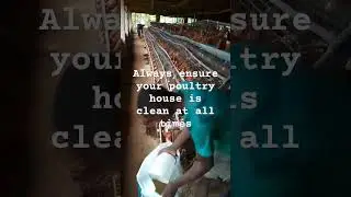 Ensure to keep your poultry farm clean always #livestockfarming #layers
