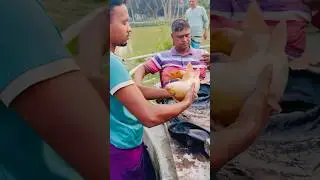 How Carp Fish Are Treated with Injections #shorts