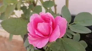 PINK ROSE/free to use/No copyright claim