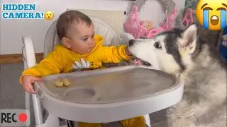 Sneaky Baby Feeds Husky In The Funniest Way Ever!😂. [CUTEST VIDEO EVER!!]