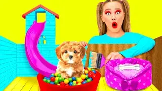 Wir Bauen ein Kleines Haus f&uuml;r Hunde | Lustige Situationen