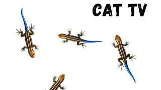Real Skink Video for Cats | Ultimate CAT TV Entertainment